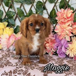 Maggie - Ruby female Cavalier King Charles Spaniel puppy in Hollywood, Florida from World Class Cavaliers