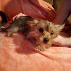 Girl 2 - Shorkie puppy in Texas from Christina Grafe's Shorkies