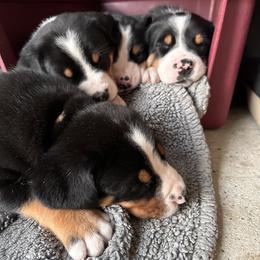 Greater Swiss Mountain Dog Puppies from Park Place Swissys