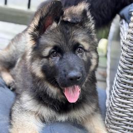 Dark male sable - Sable male German Shepherd puppy in Lordstown, Ohio from Jewels German Shepherd