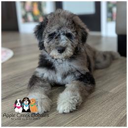 SADIE - F1b - Loves giving kisses-Ofa-Genetics-2 year warranty-microchip - Merle female Goldendoodle puppy in Jeddo, Michigan from Apple Creek Doodles