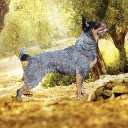 Layne - Australian Cattle Dog