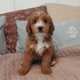 Cocoa - Apricot female Goldendoodle puppy in Atlanta, Georgia from Cedarcrest Goldendoodles