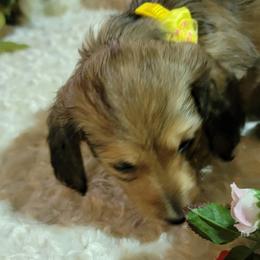 Dachshund Puppies from CLARK'S BREEDING PROGRAM