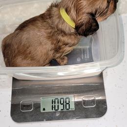 Dachshund Puppies from CLARK'S BREEDING PROGRAM