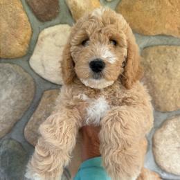 Pink - Girl - Cream female Goldendoodle puppy in Kent City, Michigan from Hannah Mae Doodles