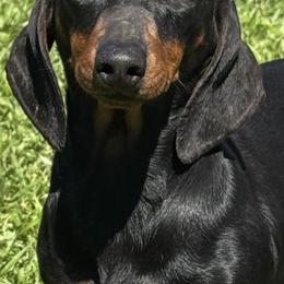 Daisy - Dachshund