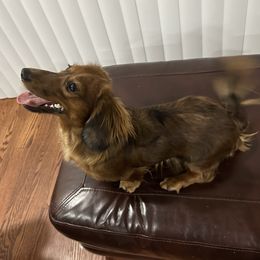 Tipsy - Dachshund