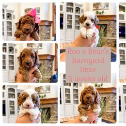 Boy 1 - Red male Cavapoo puppy in Pleasant Grove, Utah from Destination Doodles