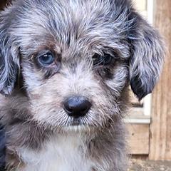 Corgipoos from Mountain High Doodles