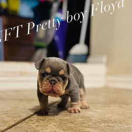 French Bulldog Puppies from Conrado Molina