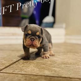 French Bulldog Puppies from Conrado Molina