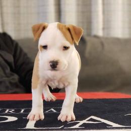 American Staffordshire Terrier Puppies from Prairieland Kennels