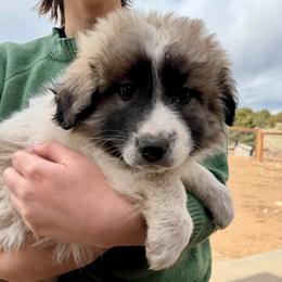 Vincent- gray - Badger male Colorado Mountain Dog puppy in Cotopaxi, Colorado from Once Upon A Moose (OUM)