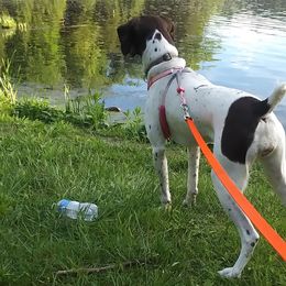 German Shorthaired Pointers from Schwarz GSP