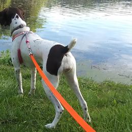 German Shorthaired Pointers from Schwarz GSP