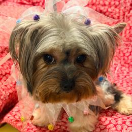 Flower - Yorkshire Terrier
