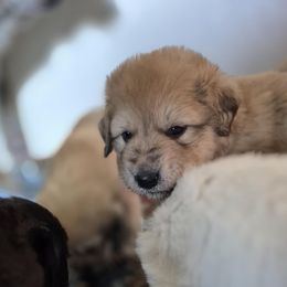 Billy DeLions - Tan male Colorado Mountain Dog puppy in Hot Sulphur Springs, Colorado from Stormy Heights Homestead