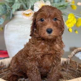 Nancy - Red  female Goldendoodle puppy in Yuciapa, California from AlltheDoodlez_