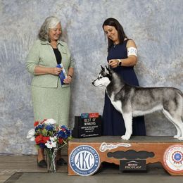Karma - Siberian Husky