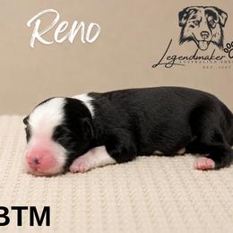 Reno - Black tri male Miniature American Shepherd puppy in Leitchfield, Kentucky from Legendmaker MAS