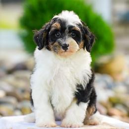 Elliot - Tri-color male Bernedoodle puppy in Dundee, Ohio from Down Home Doodle