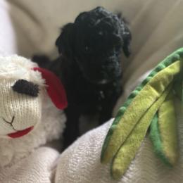 Milo - Black male Goldendoodle puppy in Waynesboro, Virginia from Forest Creek Kennel