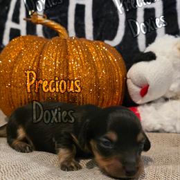 Dachshund Puppies from Precious Doxies