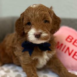 💙 Giorgio Armani - Red Cavapoo puppy in Dfw, Texas from My QT Doodles