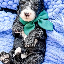 Black Jack - Black and white male Bernedoodle puppy in Otisville, Michigan from Danie’s Darling Doodles LLC