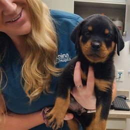 Axel - Black and mahogany male Rottweiler puppy in Humboldt, Arizona from Guardian Angel Rottweiler