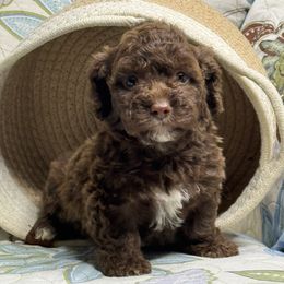 F2 71125 MC - Brown female Maltipoo puppy in Bakersfield, California from Silvia's Maltipoos