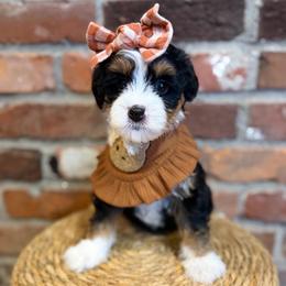 Aunt March - Tri-color female Bernedoodle puppy in Snohomish, Washington from Refined Doodles