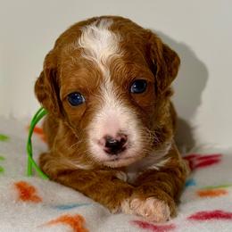 Tornado - Red  male Goldendoodle puppy in Beecher, Illinois from Erica’s Doodles