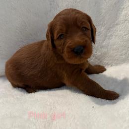 Aloha (Pink collar girl) - Red  female Goldendoodle puppy in Phelan, California from High Desert Doodles - the original