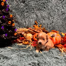 Cookie - Apricot male Maltipoo puppy in Greenfield, Iowa from Sugar Plum Puppies