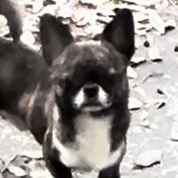 Ripple - Chihuahua