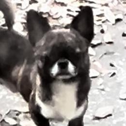 Ripple - Chihuahua