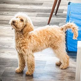 Phoenix - Companion Cross