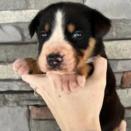 Charlie - Black, white and red male Greater Swiss Mountain Dog puppy in Gassaway, West Virginia from Rolling Hills Ranch and Kennels LLC
