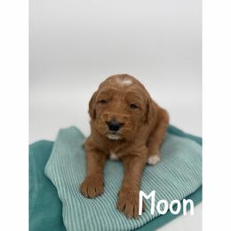Moon - Red  male Goldendoodle puppy in Smithfield, Kentucky from KBK9 Kennels