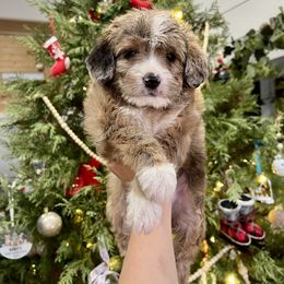 Aussiedoodle and Goldendoodle Puppies from Saddle Hill Farms