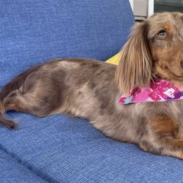 Dachshunds from Walker pups