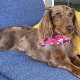 Dachshunds from Walker pups