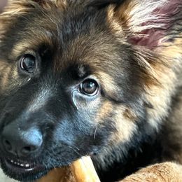 German Shepherds from Beacham Ranch