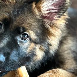 German Shepherds from Beacham Ranch