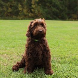 Manhattan - Chocolate male Australian Labradoodle puppy in Williamstown, New York from Lewis Manor Labradoodles
