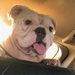Bulldogs from Athenia's Bulldogs
