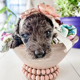 Lainey - Merle female Goldendoodle puppy in Mountain Home, Idaho from MightyDoods