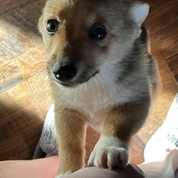 Pembroke Welsh Corgis from The Collective